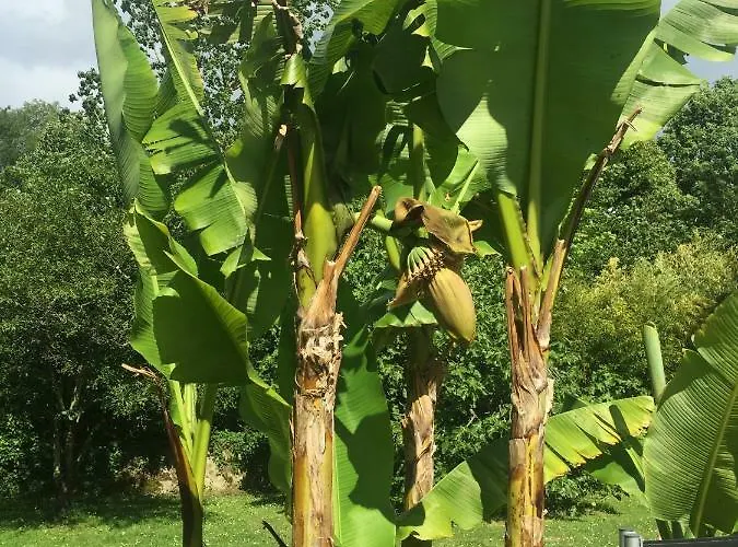 Oda ve Kahvaltı Toulousaine