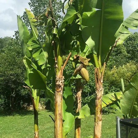Couette-café Toulousaine