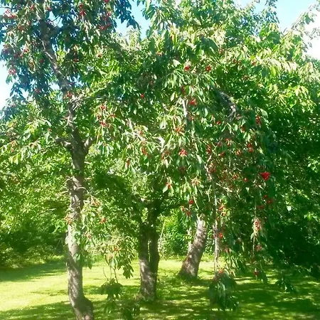 Couette-café Toulousaine 4*